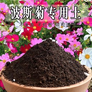 波斯菊专用土营养土菊花专用土寒菊夏菊营养土乒乓菊花土有机土壤