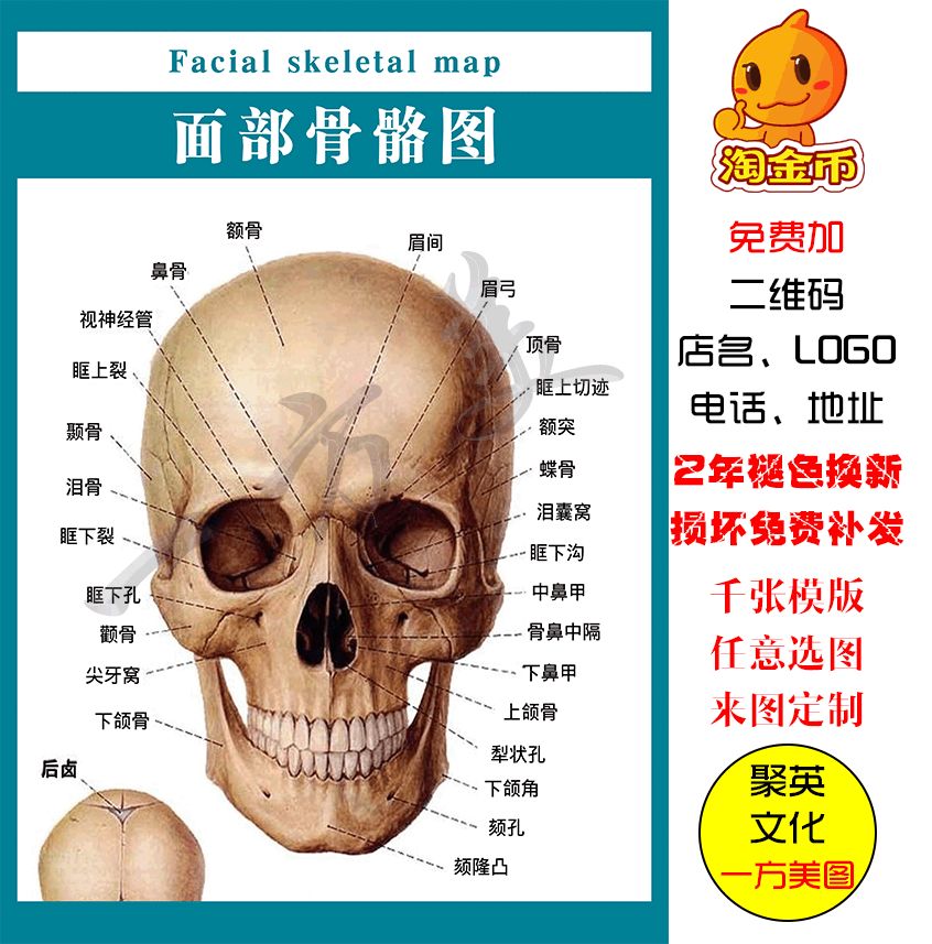 面部骨骼名称图片