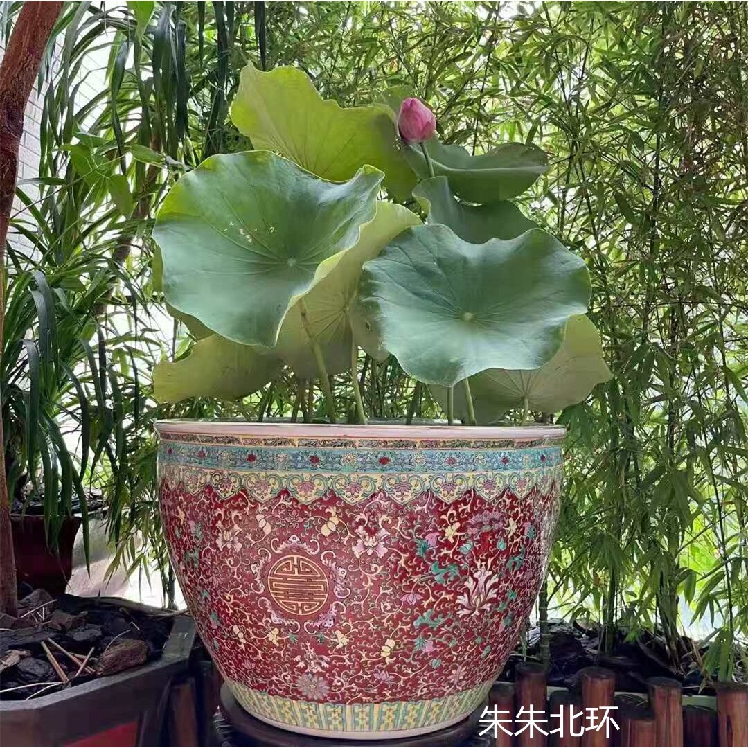 景德镇陶瓷器鱼缸大号金鱼缸手绘粉彩福寿图莲荷花卷轴书画缸摆设