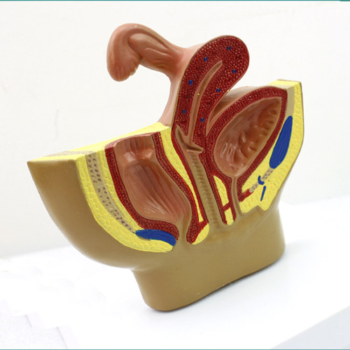 ENOVO颐诺女性盆腔系统 生殖系统输卵管膀胱 直肠模型妇科医生