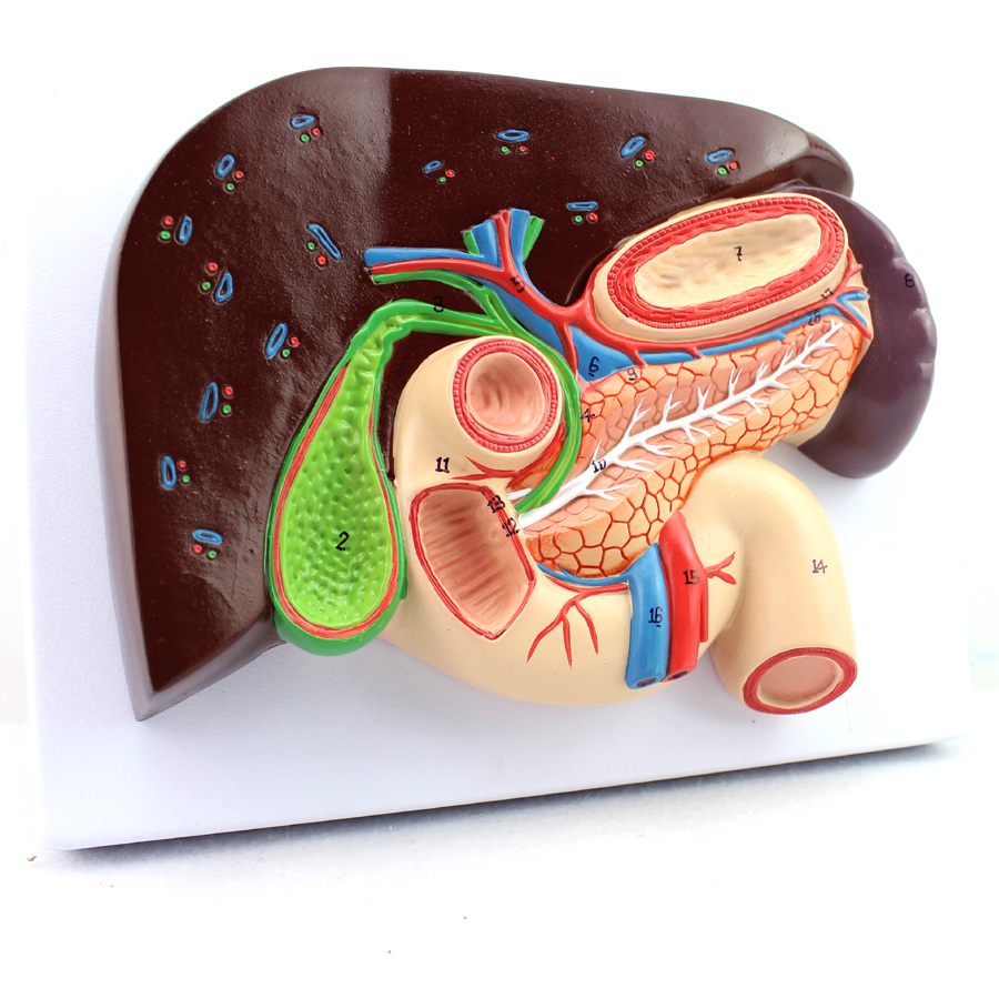 ENOVO颐诺人体肝胆胰十二指肠胃结构模型肝胆脾胰解剖切面模型消