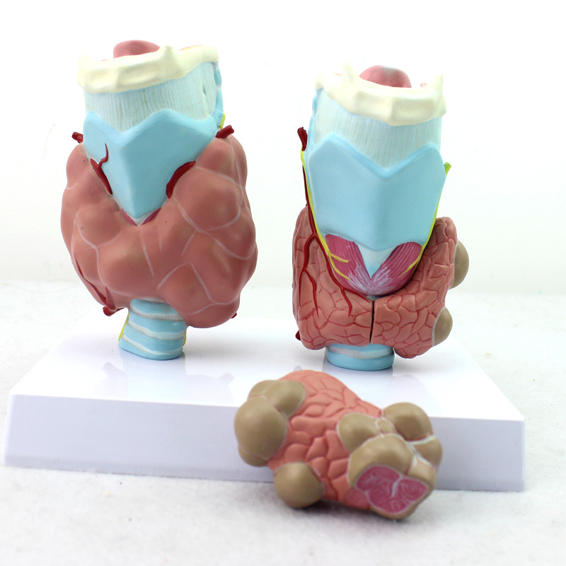 ENOVO颐诺人体甲状腺病理模型 甲亢甲低甲减 内分泌系统医学解剖