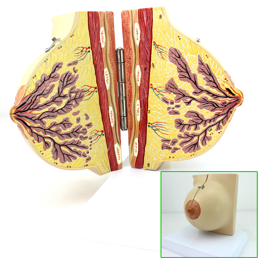 ENOVO颐诺医学女性静止期乳房模型 乳腺解剖青春期生理培训上海