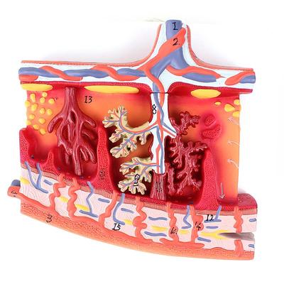 ENOVO颐诺 胎盘组织放大模型组织胚胎胎儿妇产科教学placenta培训
