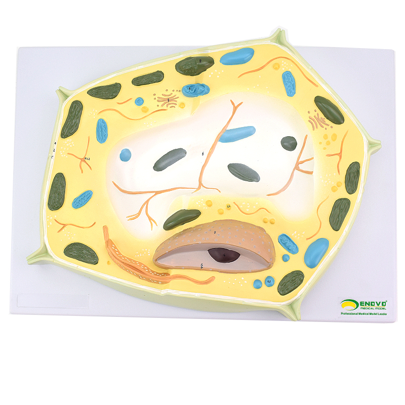 ENOVO颐诺植物细胞模型 植物学生物学林业大学教学森林植物教学