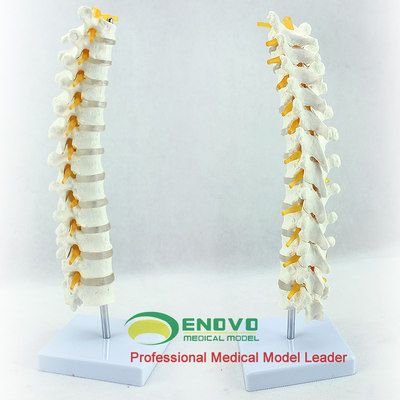 ENOVO医学1:1人体胸椎模型 脊椎腰椎颈椎胸椎正骨骨科骨骼标本上