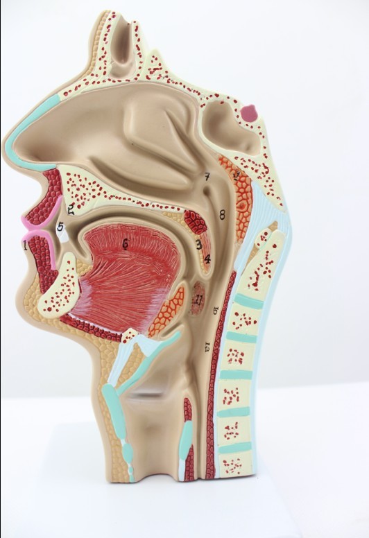 ENOVO颐诺 人体鼻腔咽喉解剖模型 鼻咽腔模型耳鼻喉科医学教学