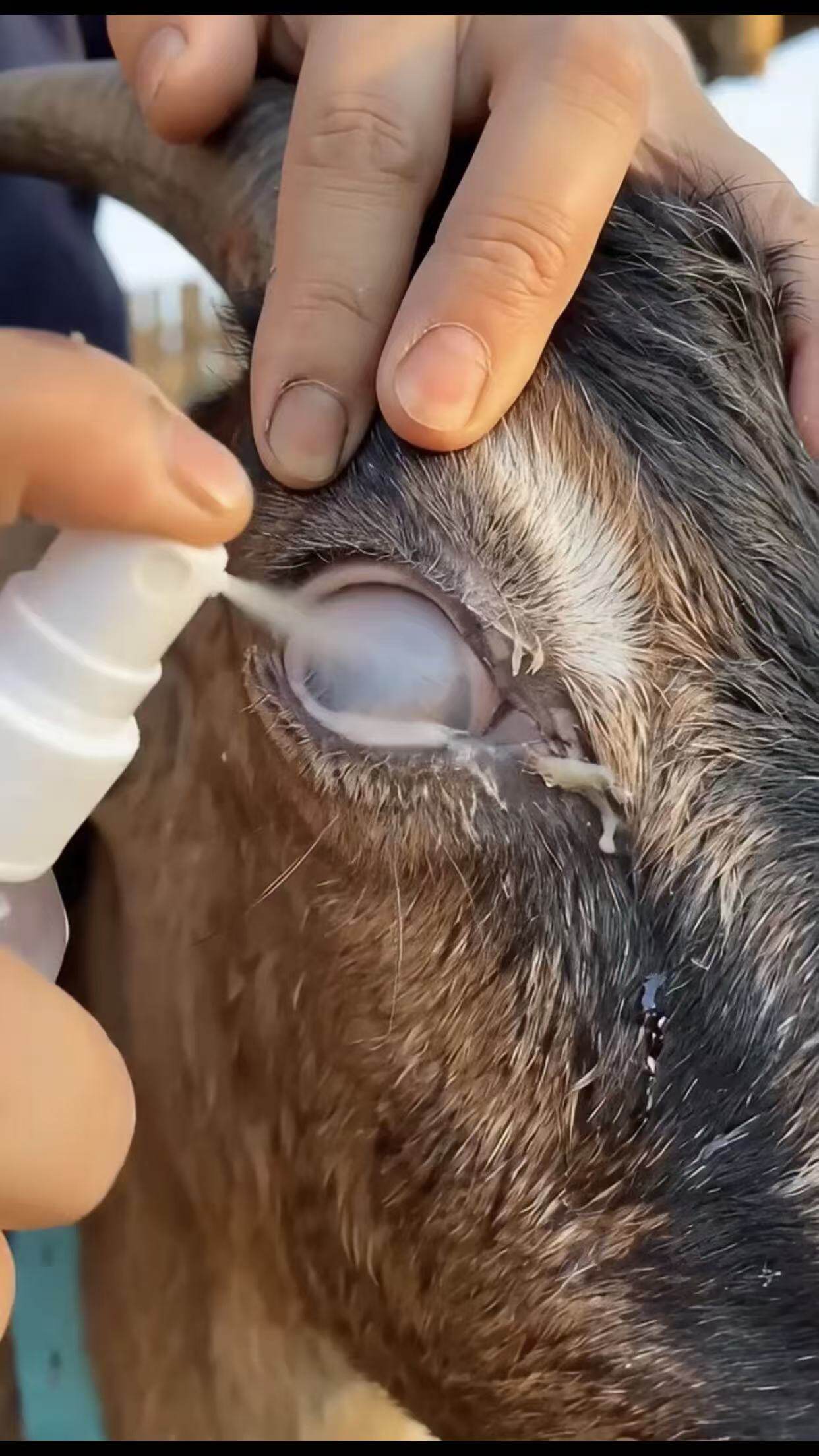 （牛羊红眼净）牛羊眼水牛羊流眼泪有眼屎 长白膜 结膜炎滴眼睛