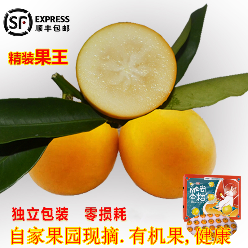 融安金桔新鲜水果金桔新鲜