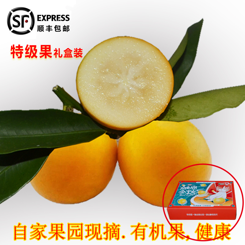 融安金桔现摘现发新鲜水果包邮