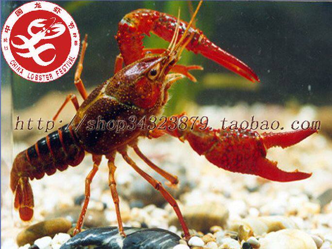 十三香特级炒龙虾豆瓣酱调料