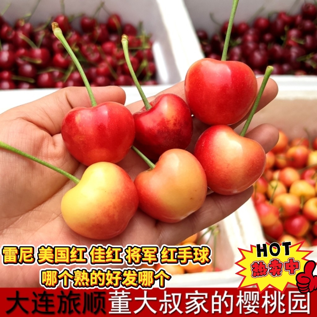 大连黄樱桃国产黄金车厘子旅顺新鲜产地现摘现发雷尼将军包邮顺丰