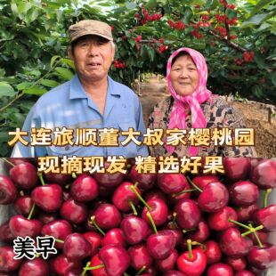 大连美早大樱桃新鲜现摘果园直发国产车厘子自然成熟放心吃邮顺丰
