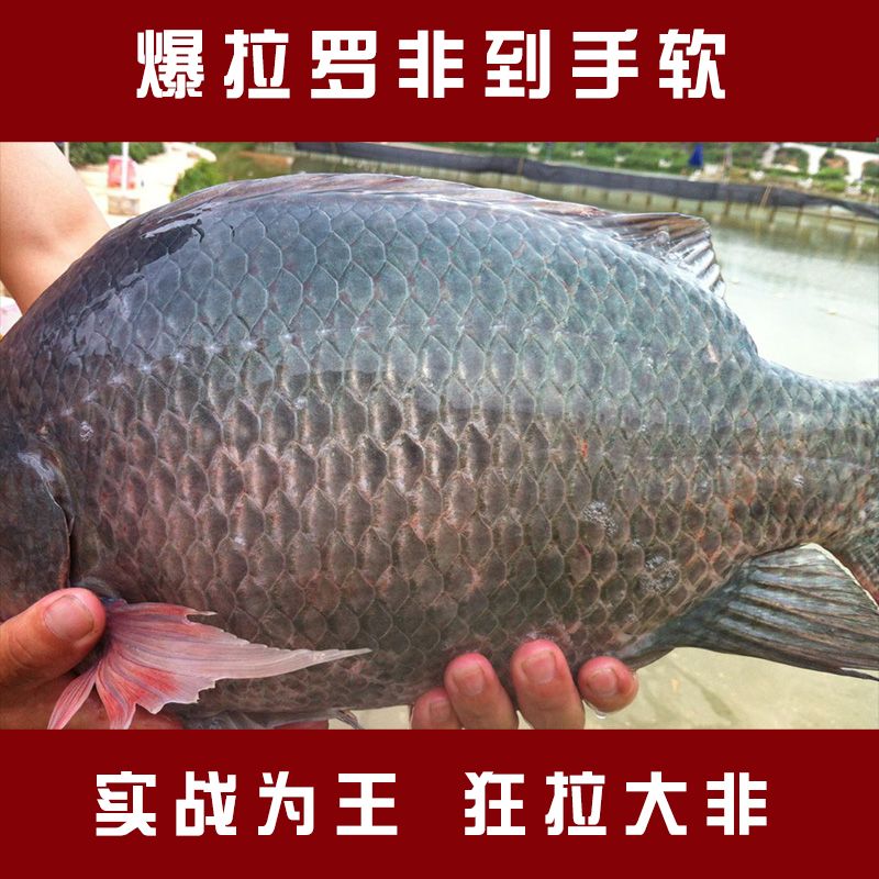 罗非鱼饵野钓通杀罗飞饵福寿鱼料鱼食野钓黑坑水库江河配方鱼饵料