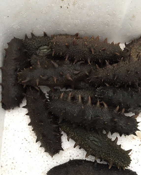 山东烟台长岛拉缸盐精品海参 半干盐渍海参刺参650元热卖顺风包邮