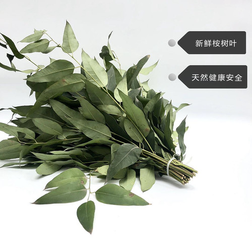 桉树小枝攀爬现采种植园蜜袋鼯