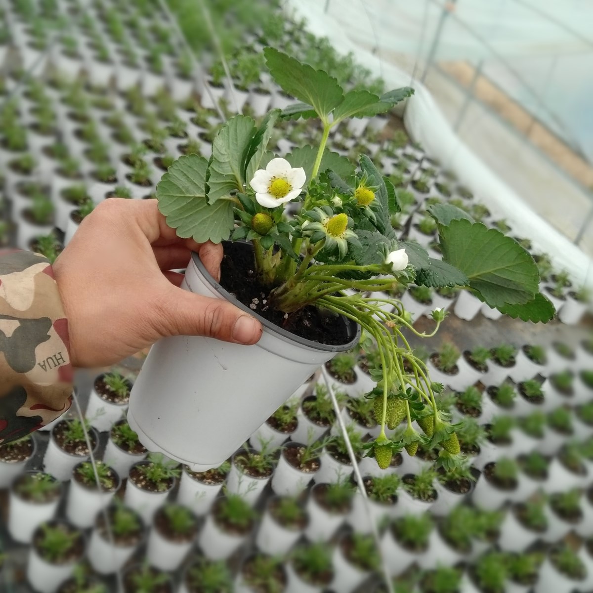 带果草莓苗带花带果草莓苗带果发货奶油盆栽带土红颜牛奶草莓