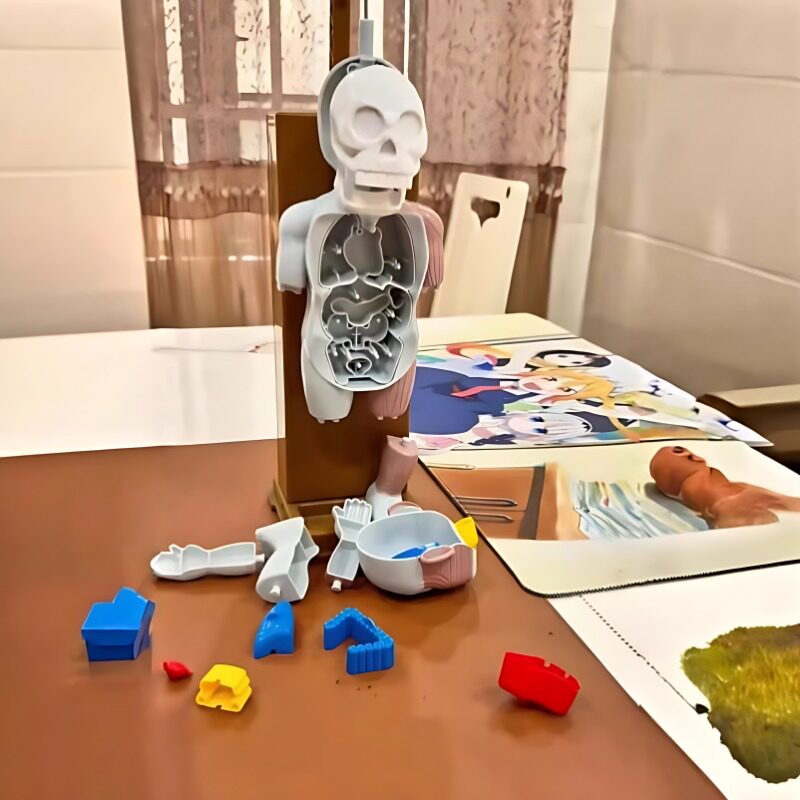 人体结构模型恐怖吓人儿童玩具可创意/整蛊玩具