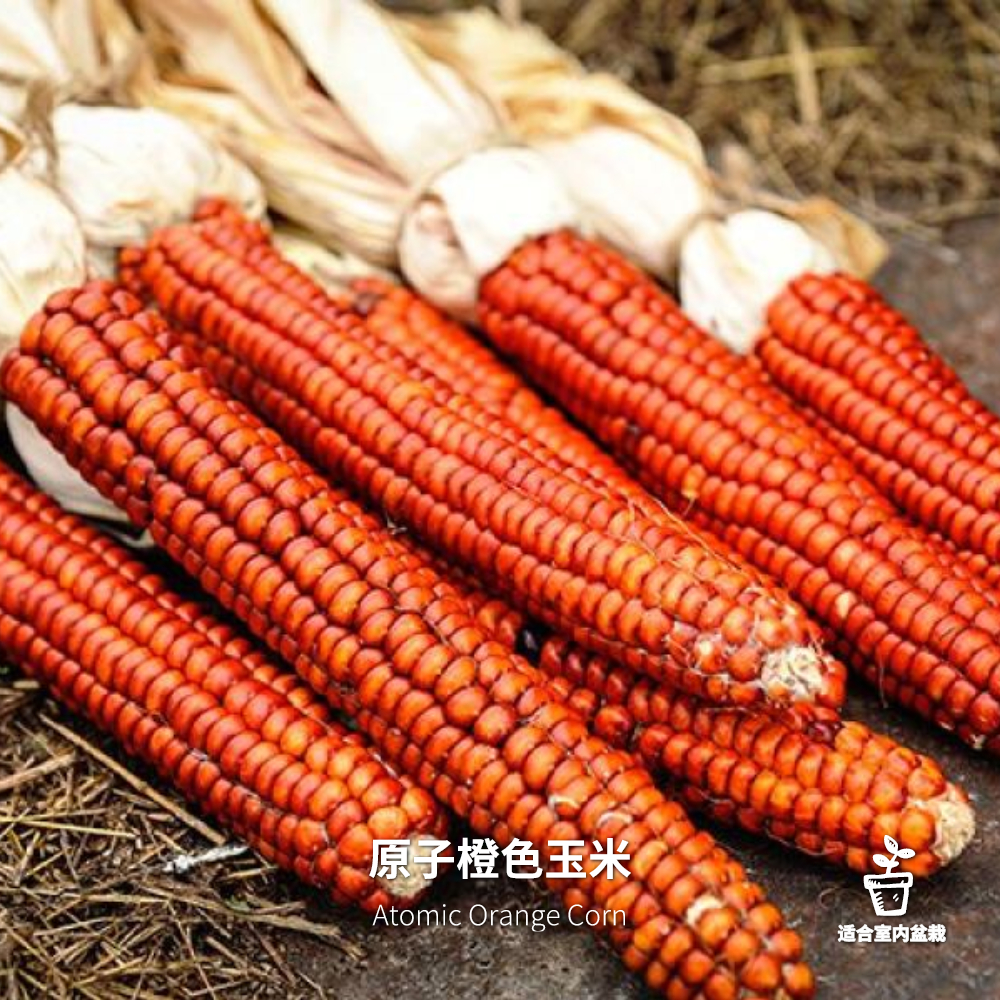 原子橙色 有机玉米 种子拯救者盆栽蔬菜传家宝阳台种菜