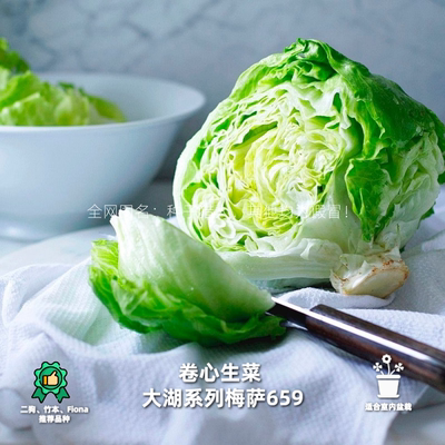 进口传家宝阳台盆栽生菜好吃推荐