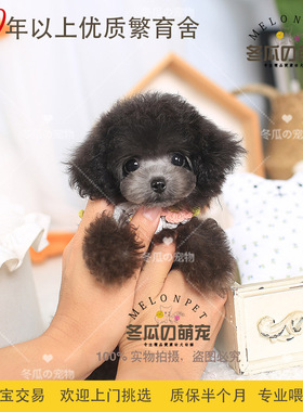 冬瓜萌宠 纯种灰色泰迪犬幼犬活体迷你小型茶杯犬泰迪宠物狗狗99A