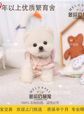 冬瓜萌宠 纯种球体白色博美俊介犬 茶杯博美幼犬活体宠物狗狗 85A