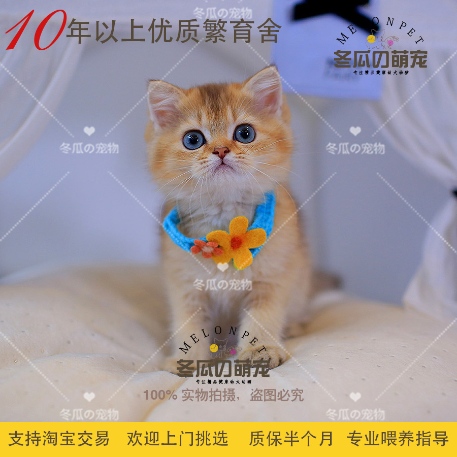 冬瓜萌宠 金渐层猫咪英国短毛猫招财猫英短金渐层幼猫活体宠物猫