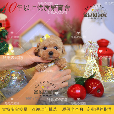 纯种灰色活体小型袖珍茶杯犬