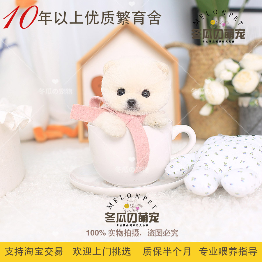 冬瓜萌宠纯种球体白色博美俊介犬茶杯博美幼犬活体宠物狗狗 02B-封面