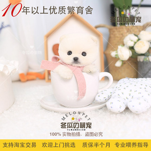 冬瓜萌宠 02B 茶杯博美幼犬活体宠物狗狗 纯种球体白色博美俊介犬