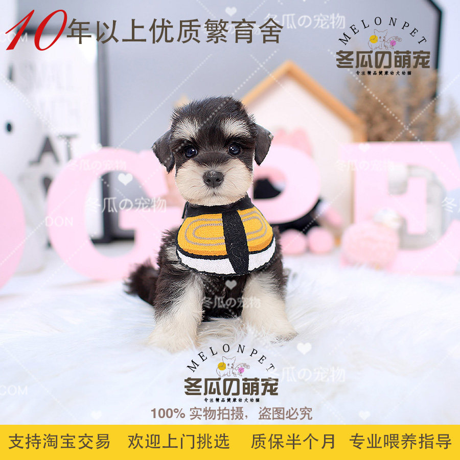 冬瓜萌宠 纯种黑银色白胡子雪纳瑞犬幼犬宠物活体茶杯狗狗 37a