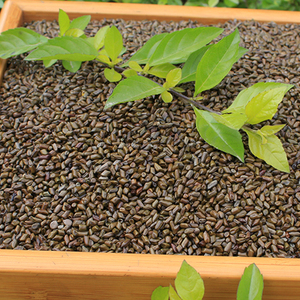 决明子 决明子枕头 玩具沙决明子 纯决明子枕头包邮 决明子散装