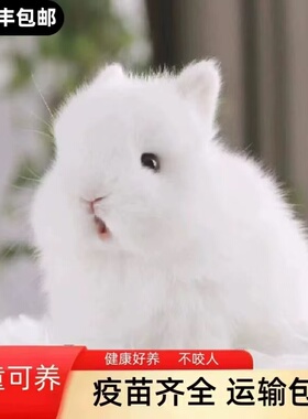 侏儒兔子活物长不大迷你小型茶杯兔凤眼荷兰垂耳活体宠物兔宿舍