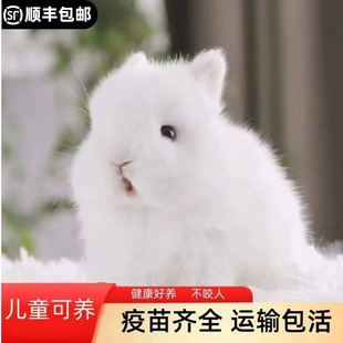 侏儒兔子活物长不大迷你小型茶杯兔凤眼荷兰垂耳活体宠物兔宿舍