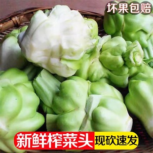 四川重庆特产新鲜榨菜头大头菜青菜头菱角菜芥菜羊角菜咸菜蔬菜