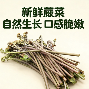 贵州特产野生新鲜蕨菜龙爪菜猫爪菜新鲜蔬菜农产品甜蕨山蕨菜 包邮