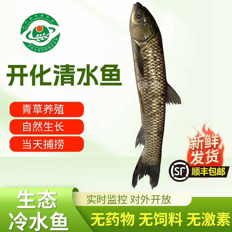 开化清水鱼鱼大鱼草鱼生态鱼 淡水鱼活鱼阵亡包赔 4到8月无法发货