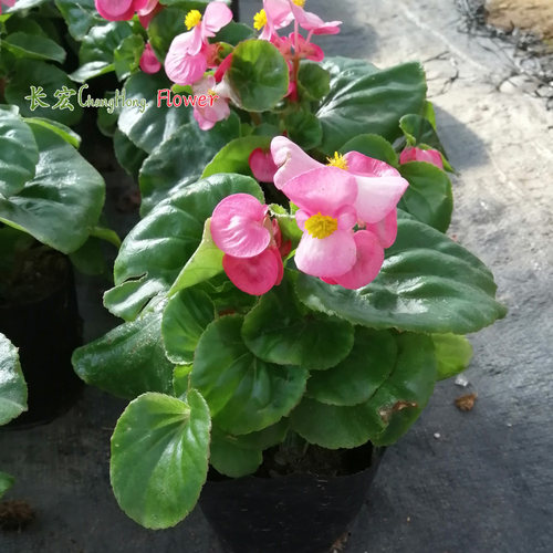 长春花海棠花时花杯苗带花景观花