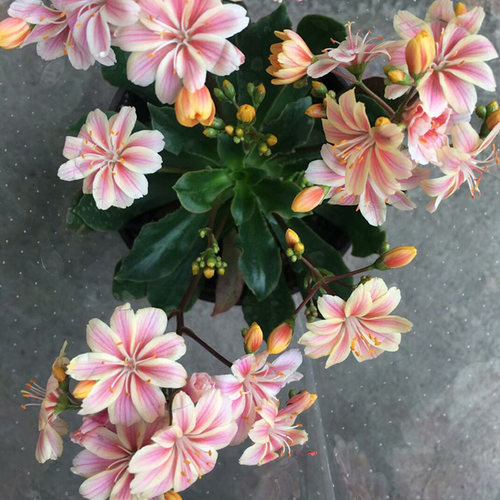 多肉植物耐旱盆景露薇花包邮