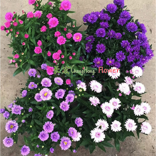 姬小菊雏菊荷兰菊小翠菊盆栽带花阳台庭院花园花卉多花千头菊盆栽