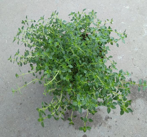 柠檬百里香迷迭香包邮食用香草