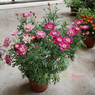 重瓣玛格丽特菊盆栽带花棒棒糖蓬蒿菊蕾丝球菊黄金木春菊年花包邮