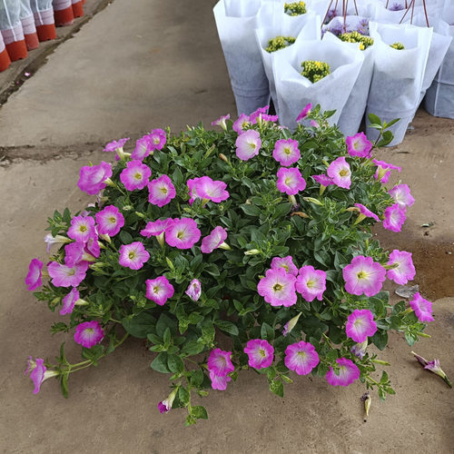 超大矮牵牛盆栽带花阳台庭院花卉