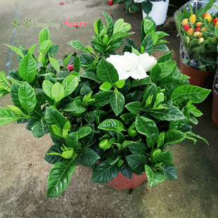 栀子花盆栽带花小叶水横枝盆景老桩雀舌黄栀子花黄荑子绿植园艺花