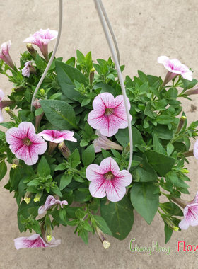 矮牵牛花盆栽带花吊盆花卉包邮