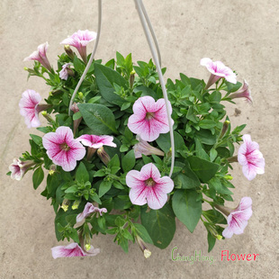 矮牵牛花盆栽带花阳台庭院吊盆花卉四季花舞春花百万小玲花包邮