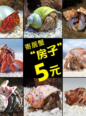 造景备用大号鱼缸装饰摆件寄居蟹