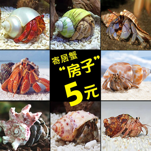 造景备用大号鱼缸装饰摆件寄居蟹