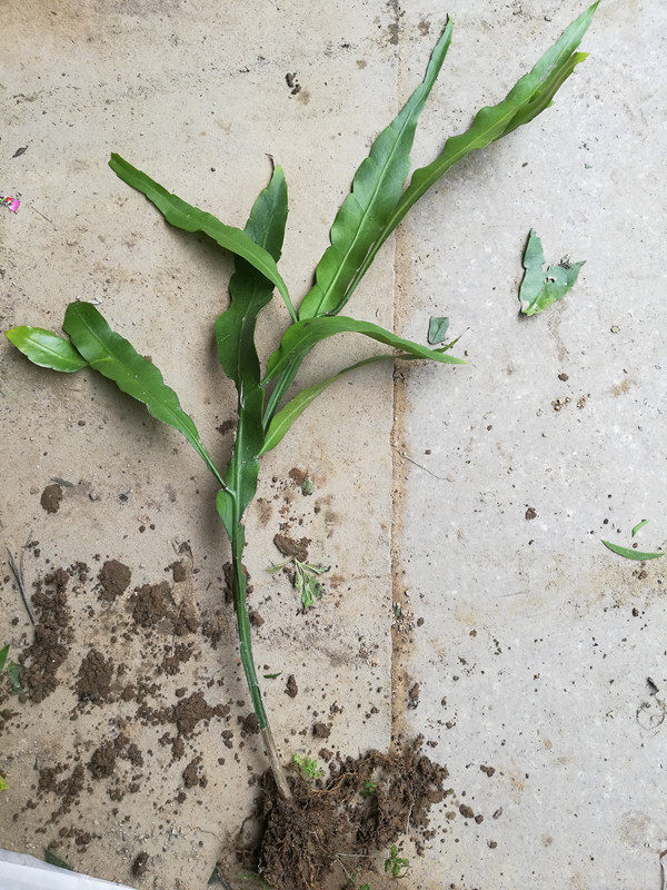 昙花苗室内外阳台庭院植物绿色盆栽花卉月下美人琼花枝干苗1株