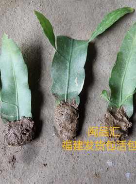 昙花苗室内阳台庭院植物绿色盆栽盆景花卉昙花一现包活